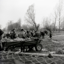 Targ zwierzęcy w Ostrowie Lubelskim