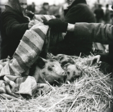 Targ zwierzęcy w Ostrowie Lubelskim