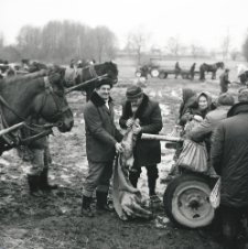 Targ zwierzęcy w Ostrowie Lubelskim