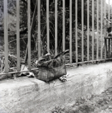 Targ gołębi na błoniach zamkowych w Lublinie