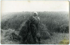 Stawianie snop&oacute;w