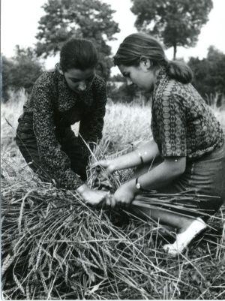 Wiązanie snopka powr&oacute;słem