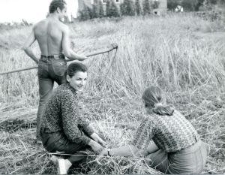 Koszenie zboża i wiązanie snopk&oacute;w