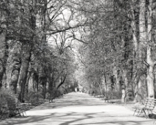 Ogr&oacute;d Saski w Lublinie