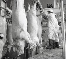 Zakłady Mięsne w Łukowie