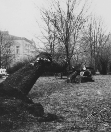 Wycinka drzew na placu Litewskim w Lublinie