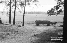 Łąki w Zemborzycach pod Lublinem (Zalew Zemborzycki)