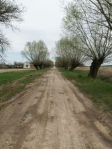 The road to Paulinów