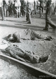 Ciała Żydów zabitych podczas deportacji z Siedlec
