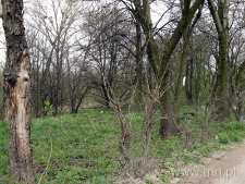 Teren dawnego kirkutu w Bychawie