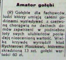 Amator gołębi