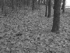 Szelest liści w lesie nad Zalewem Zemborzyckim