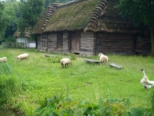 Muzeum Wsi Lubelskiej - owce i gęsi na Powiślu