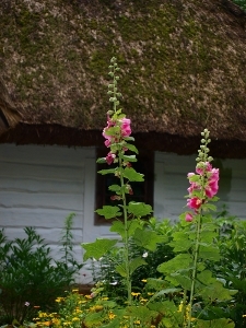 Muzeum Wsi Lubelskiej - malwy w przydomowym ogródku