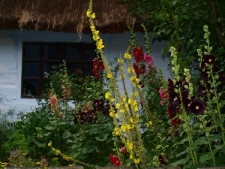 Muzeum Wsi Lubelskiej - malwy na tle chałupy z Urzędowa