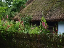 Muzeum Wsi Lubelskiej – płot z chrustu i malwy