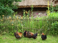 Muzeum Wsi Lubelskiej &ndash; kury