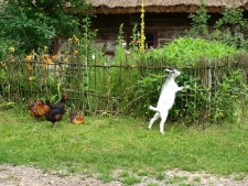 Muzeum Wsi Lubelskiej - kury i koza