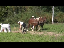 Wykopki w Muzeum Wsi Lubelskiej