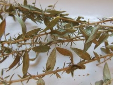 "Przestrach" - magiczna roślina