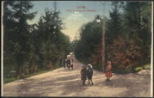 Alejki w Ogrodzie Saskim w Lublinie