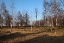 Łomazy, Łomazy,teren cmentarza żydowskiego, drzewa