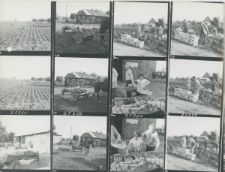 Wgląd&oacute;wka, 1 &ndash; 12 Sezon truskawkowy w G&oacute;rze Puławskiej