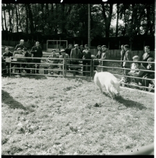 Skan Negatywu, Sygnatura 1603