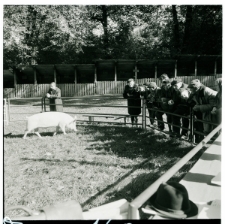 Skan Negatywu, Sygnatura 1603