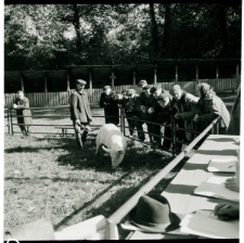 Skan Negatywu, Sygnatura 1603