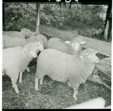 Skan Negatywu, Sygnatura 1604