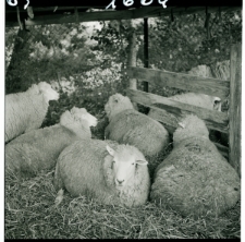 Skan Negatywu, Sygnatura 1604