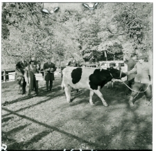 Skan Negatywu, Sygnatura 1604