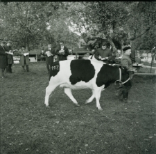 Skan Negatywu, Sygnatura 1607