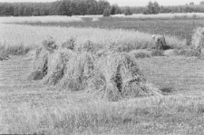 Skan negatywu, sygnatura 2860