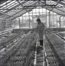 Skan negatywu, sygnatura 258