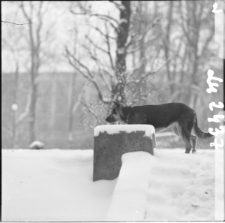 Skan Negatywu, Sygnatura 2437