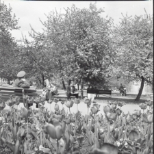 Skan Negatywu, Sygnatura 1707