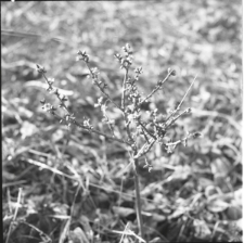 Skan Negatywu, Sygnatura 3626