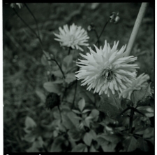 Skan Negatywu, Sygnatura 1303