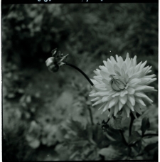 Skan Negatywu, Sygnatura 1303