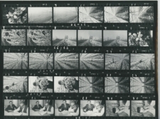 Wgląd&oacute;wka, 1 &ndash; 30 Szklarnie w Leonowie