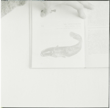 Skan Negatywu, Sygnatura 6376