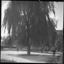 Skan Negatywu, Sygnatura 7021