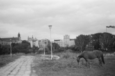 Skan Negatywu, Sygnatura 2772