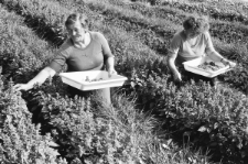 Skan Negatywu, Sygnatura 2052