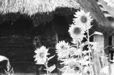 Skan Negatywu, Sygnatura 2100