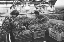 Skan Negatywu, Sygnatura 2988