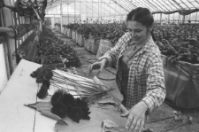 Skan Negatywu, Sygnatura 2988