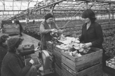 Skan Negatywu, Sygnatura 2988